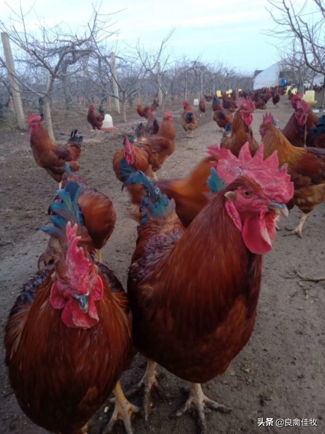 新城疫症防治方法,新城疫最快的治疗方法