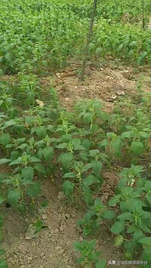 纯粹芝麻油,纯粹芝麻油广告