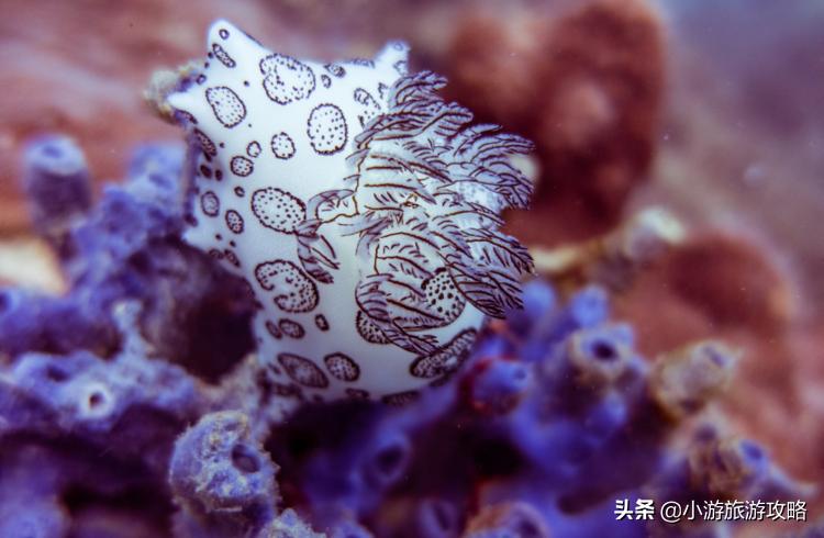 潜水小白必看,潜水圣地三天旅游攻略