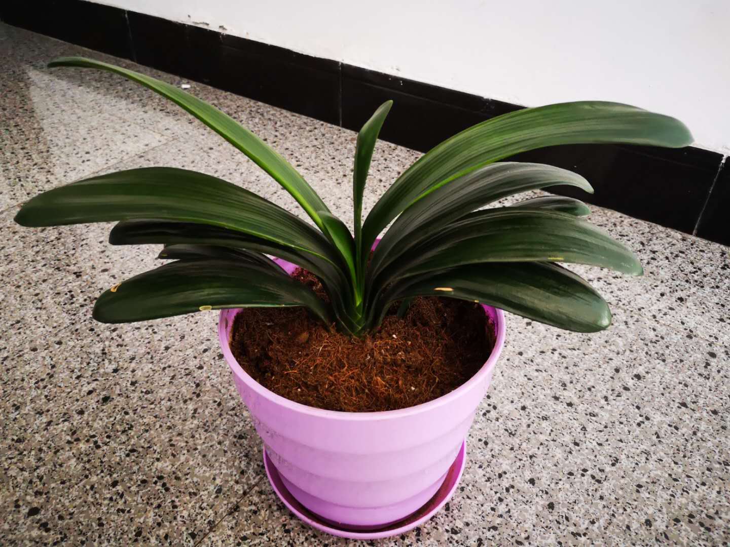 立秋后怎样养好君子兰,养好君子兰的施肥方法