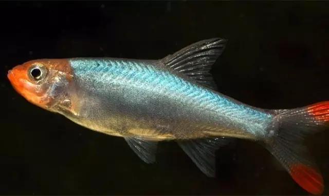 灯鱼草缸造景教程,草缸造景养什么鱼