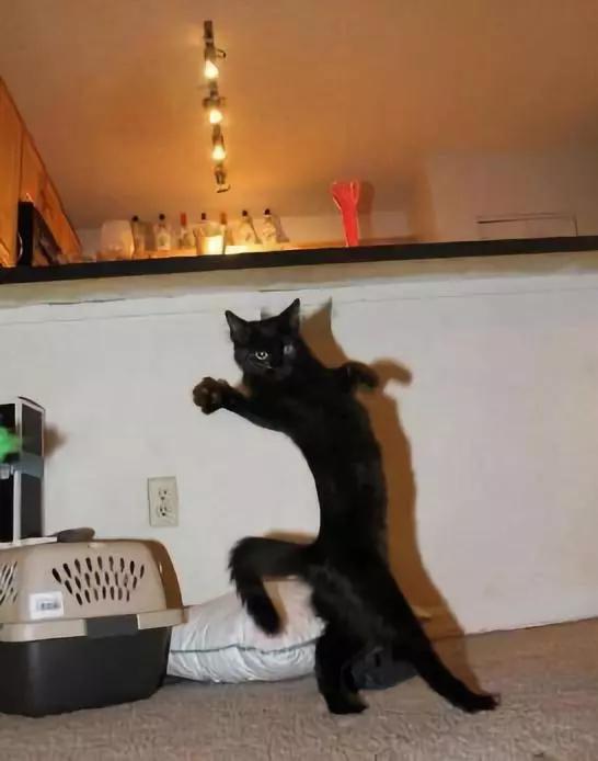 动物沙雕表情包搞笑,沙雕模仿动物表情包