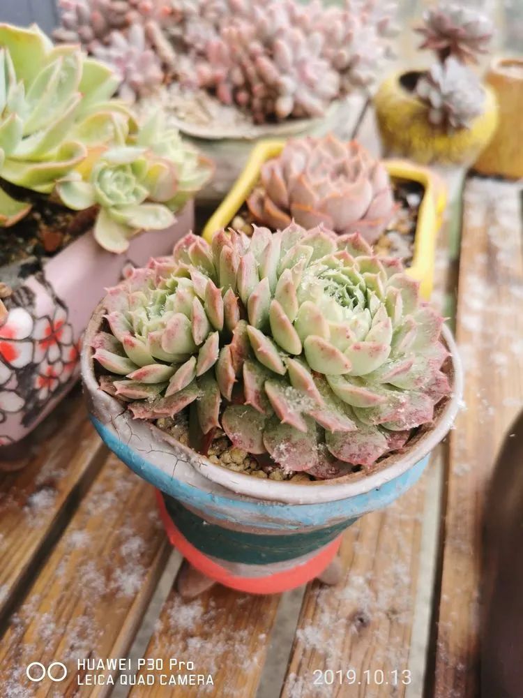 养多肉的人生感悟,人生如同养花