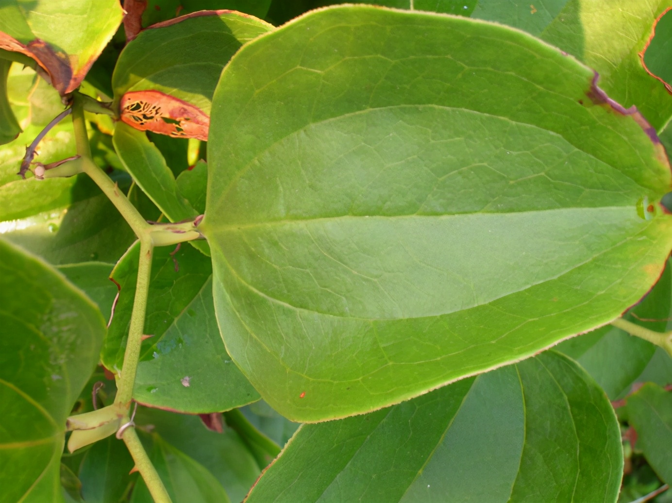 百种果子简介,百种果实图片