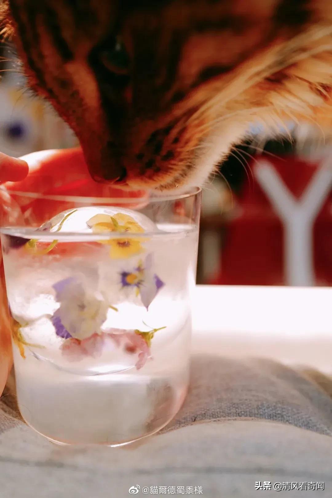 冻冰花美篇,冻冰花的美篇