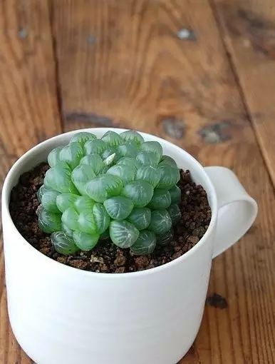 水晶的多肉植物有哪些品种,像水晶的多肉植物图片