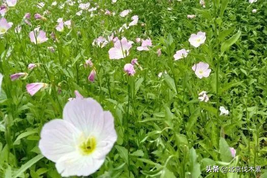 芒种旅游景点推荐,芒种至仲夏节气