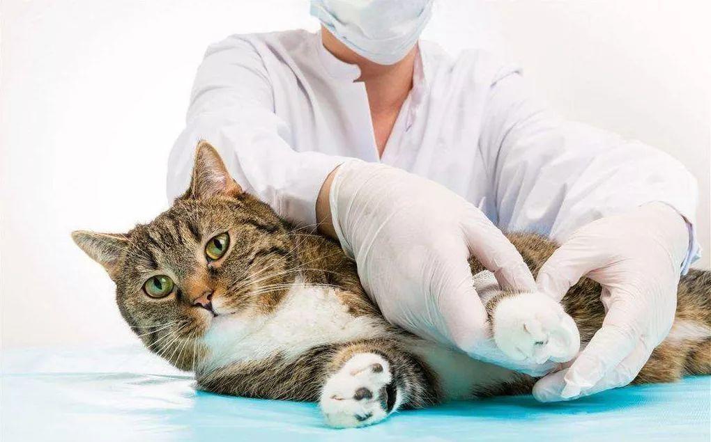 蛆虫救治,没有生命迹象的猫咪被救活