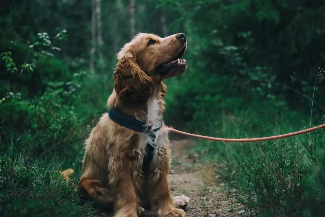 如何让狗狗健康快乐地度过冬天,宠物百科冬季狗狗保暖注意事项