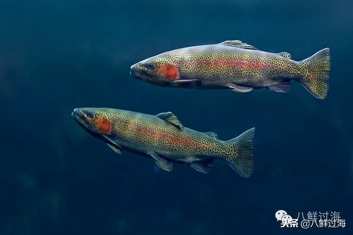 淡水鱼冒充三文鱼怎么分辨,仿冒三文鱼的是哪种鱼