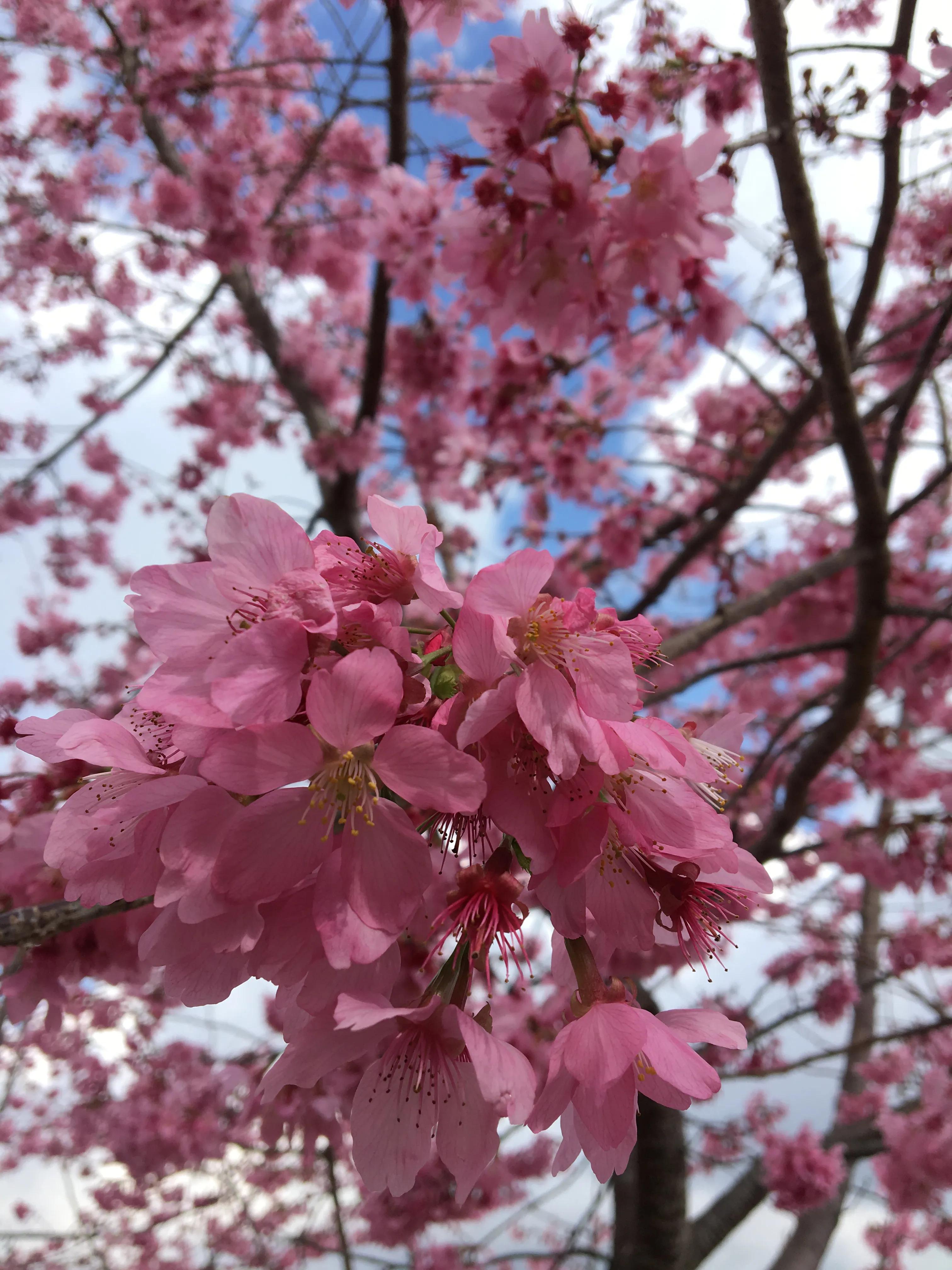 台湾篇之清境农场的樱花