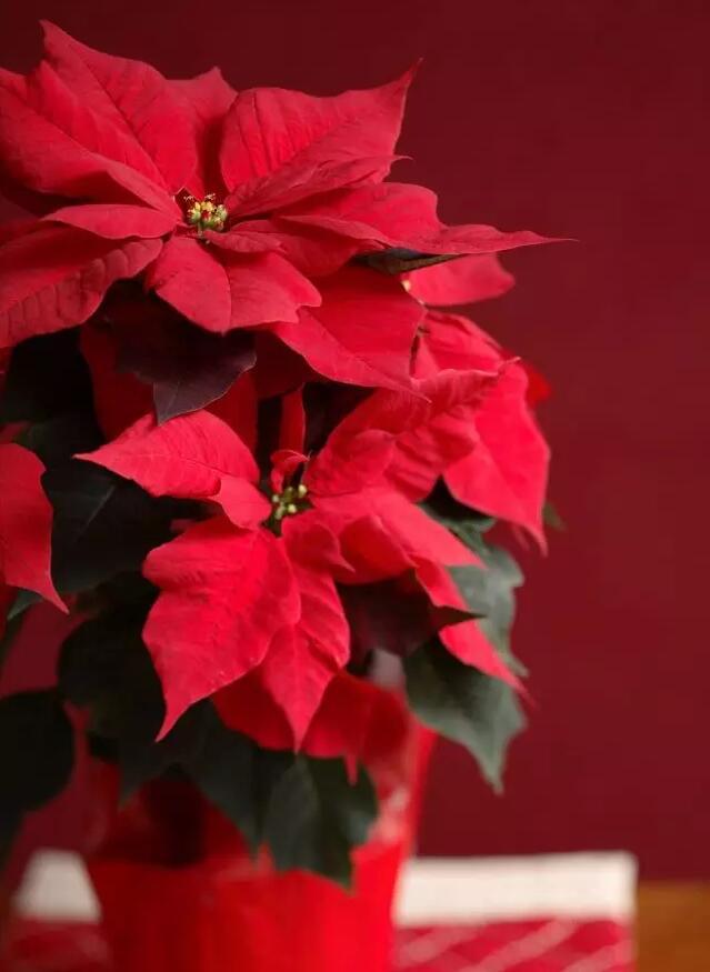 今年有哪些年宵花,春节6种年宵花推荐颜值高寓意好