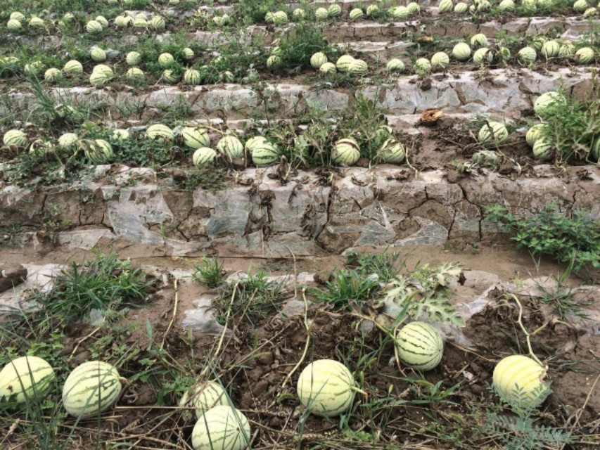 西瓜移栽后萎蔫是什么原因,西瓜幼瓜枯死怎么回事