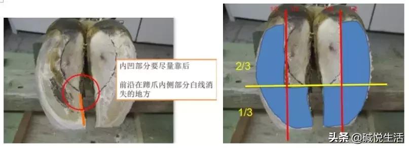 奶牛瘫痪症诊断,奶牛跛行的早期发现及五步修蹄法