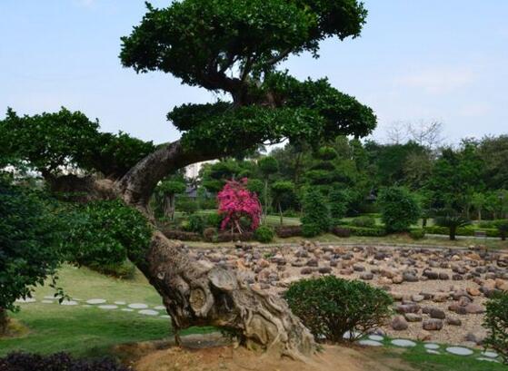 榕树叶子发黄落叶怎么补救,榕树叶子发黄是什么原因