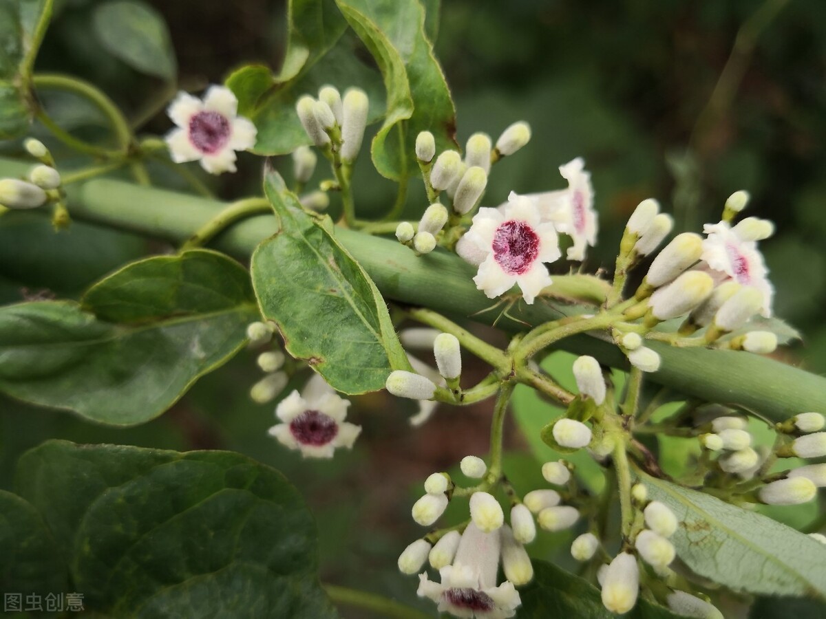 100种常见园林图鉴,列举20类不同的园林花卉
