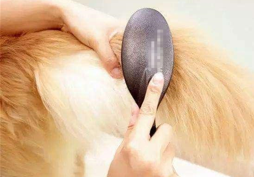 狗狗不能洗澡的五个时期,狗狗洗澡为什么不能那么频繁