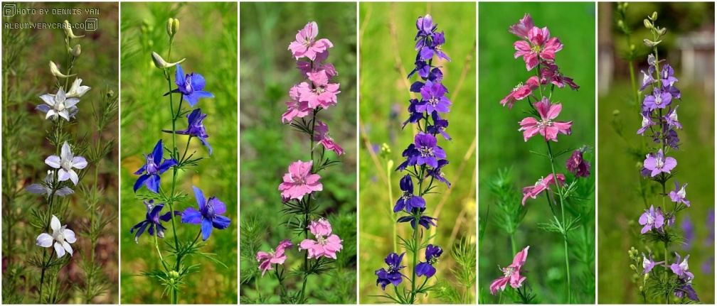 鲜花插花技巧专业术语,插花常见鲜花名称大全