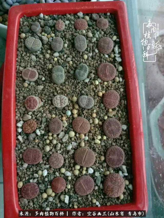 多肉最美的时光,多肉惊艳我的时光