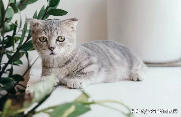 猫咪一听到鞭炮声就会害怕，春节怎么过？聪明的铲屎官都会这样做