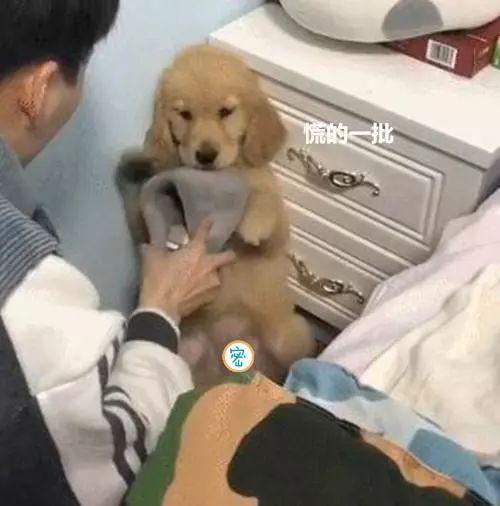 金毛调皮闯祸,金毛又闯祸了小伙气的不耐烦