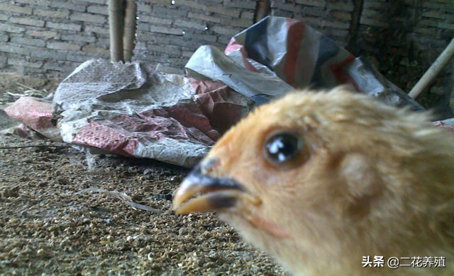 小鸡眼睛出眼泪怎么办,小鸡眼睛肿有泡沫怎么治