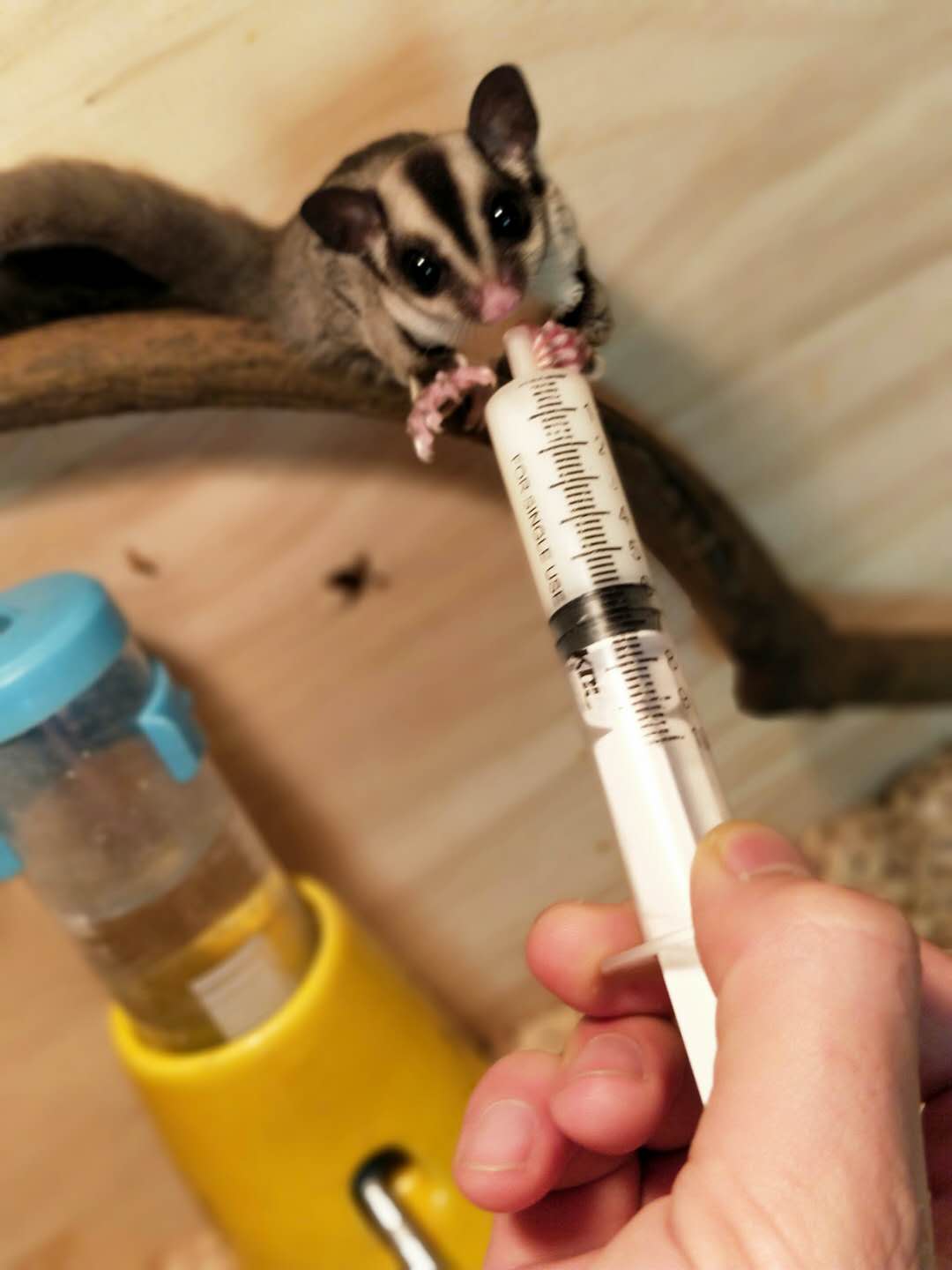 被蜜袋鼯咬出血需要打疫苗或者破伤风嘛,正确的处理方式是什么