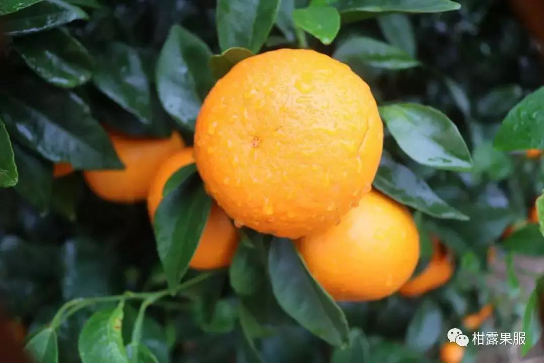 柑橘涝后管理,柑橘大量干旱怎么补救