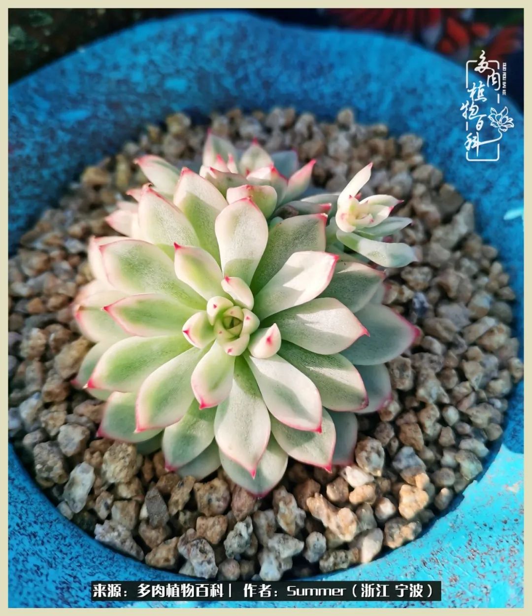 多肉小白新手入门,多肉新手上路请多指教