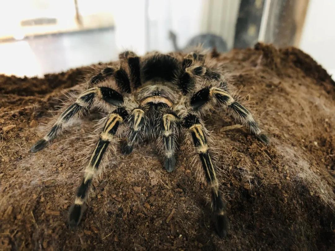 巴西金直间公蜘蛛长得快吗,巴西巨人金直间成体毒性