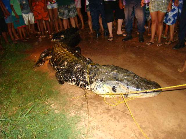 海洋霸主亚马逊真的存在吗,鼍科之王