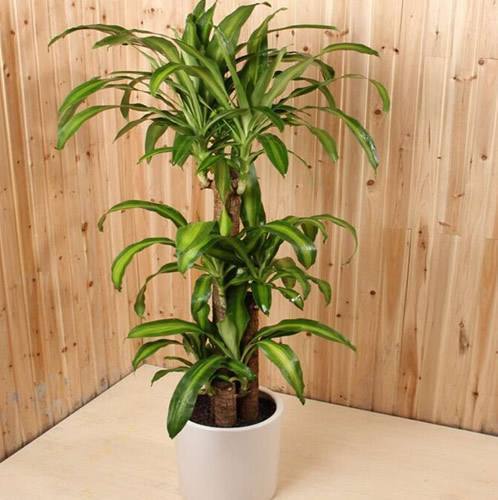 巴西木怎样才能养得茂盛,巴西木多长芽的方法