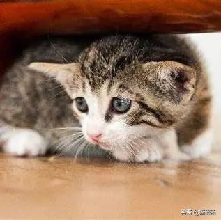 猫咪怕人不让抱怎么培养感情,猫咪长大了特别怕人怎么训练