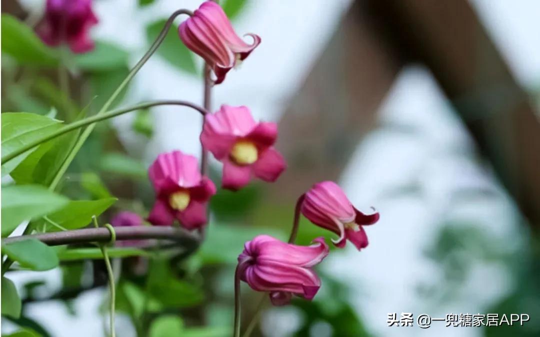 春天花会开|这20家植物淘宝店，植物杀手看了也想买！