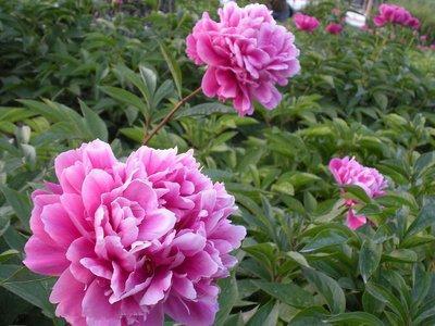 芍药怎样养护才能保持长久,芍药促花小技巧这样养开花更旺盛