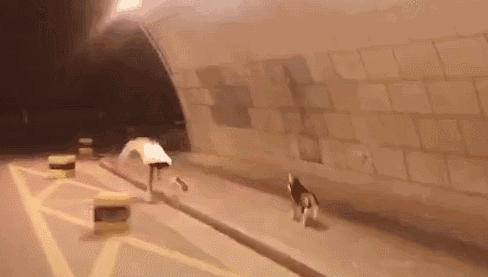 厦门一男孩摔掉门牙,孩子牙齿摔掉一半怎么办