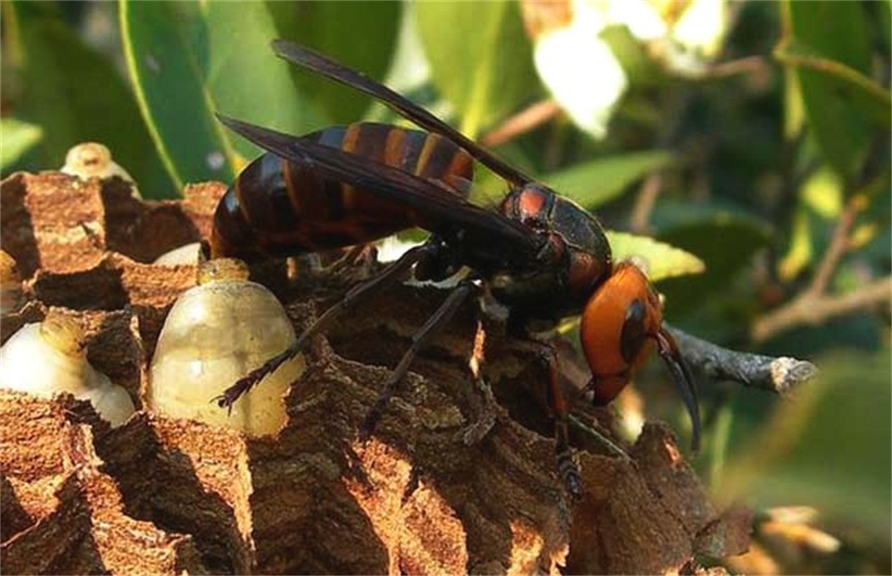 金环虎头蜂酒制作过程,虎头蜂酒的功效与作用及制作方法