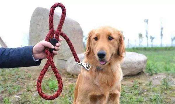 暑假安全隐患多！孩子被狗咬怎么办？除了去医院这3步家长要知道