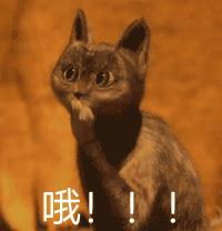 最顶尖新校来了！复旦、交大附属校落子闵行，集齐超一流小初高