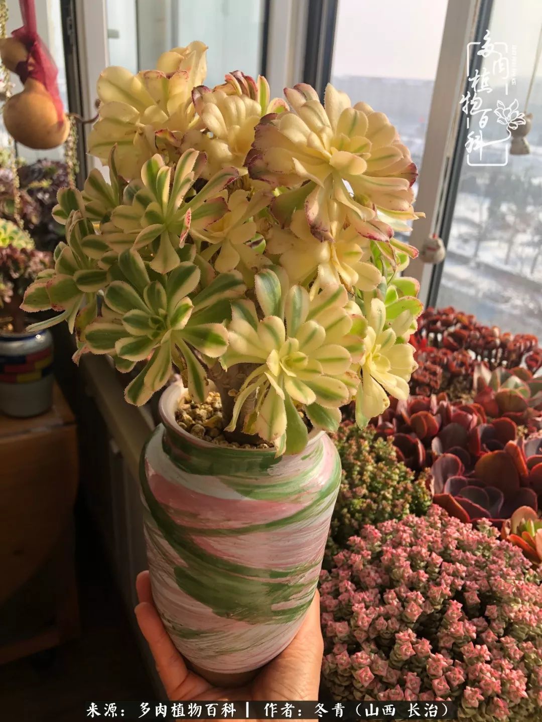 新手养的多肉怎么管理好看,阳台养多肉正确方法