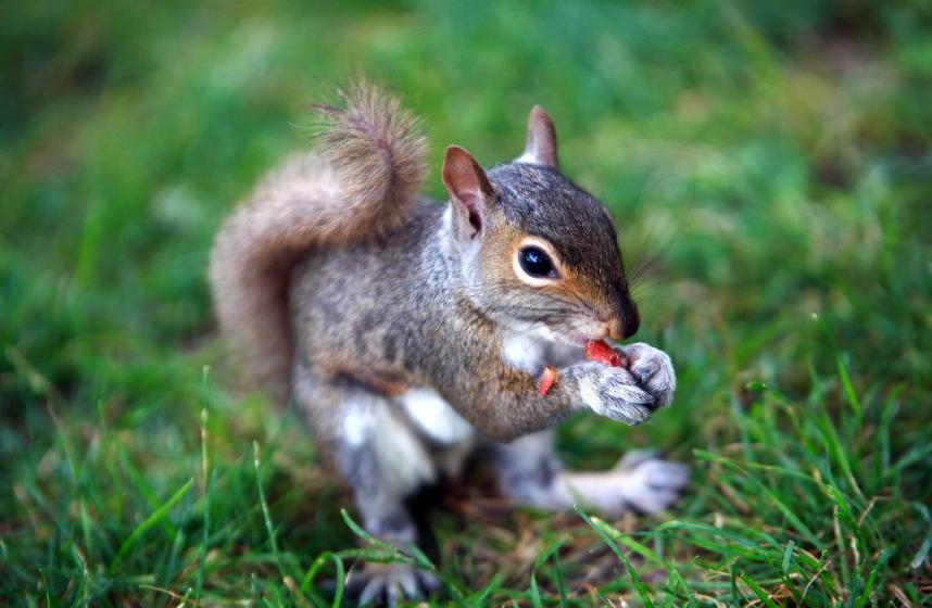 松鼠怎么胆子越来越小,松鼠训练到处乱窜
