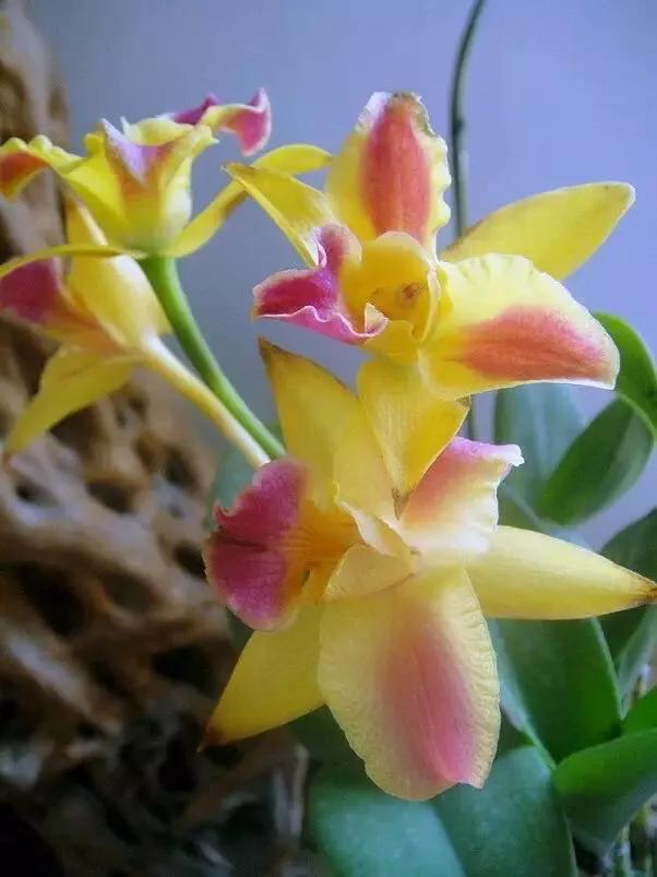 顶级珍稀兰花品种大全视频,珍稀兰花摄影