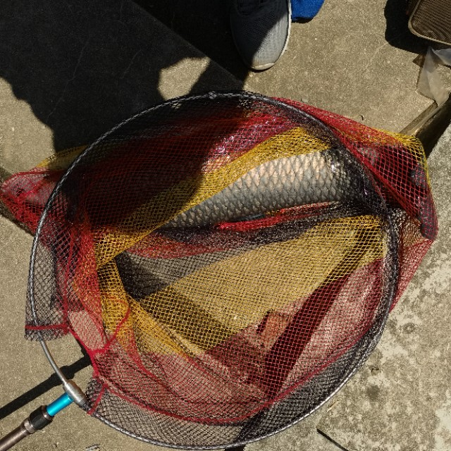 只要掌握遛鱼方法，可以减少跑大鱼烦恼。