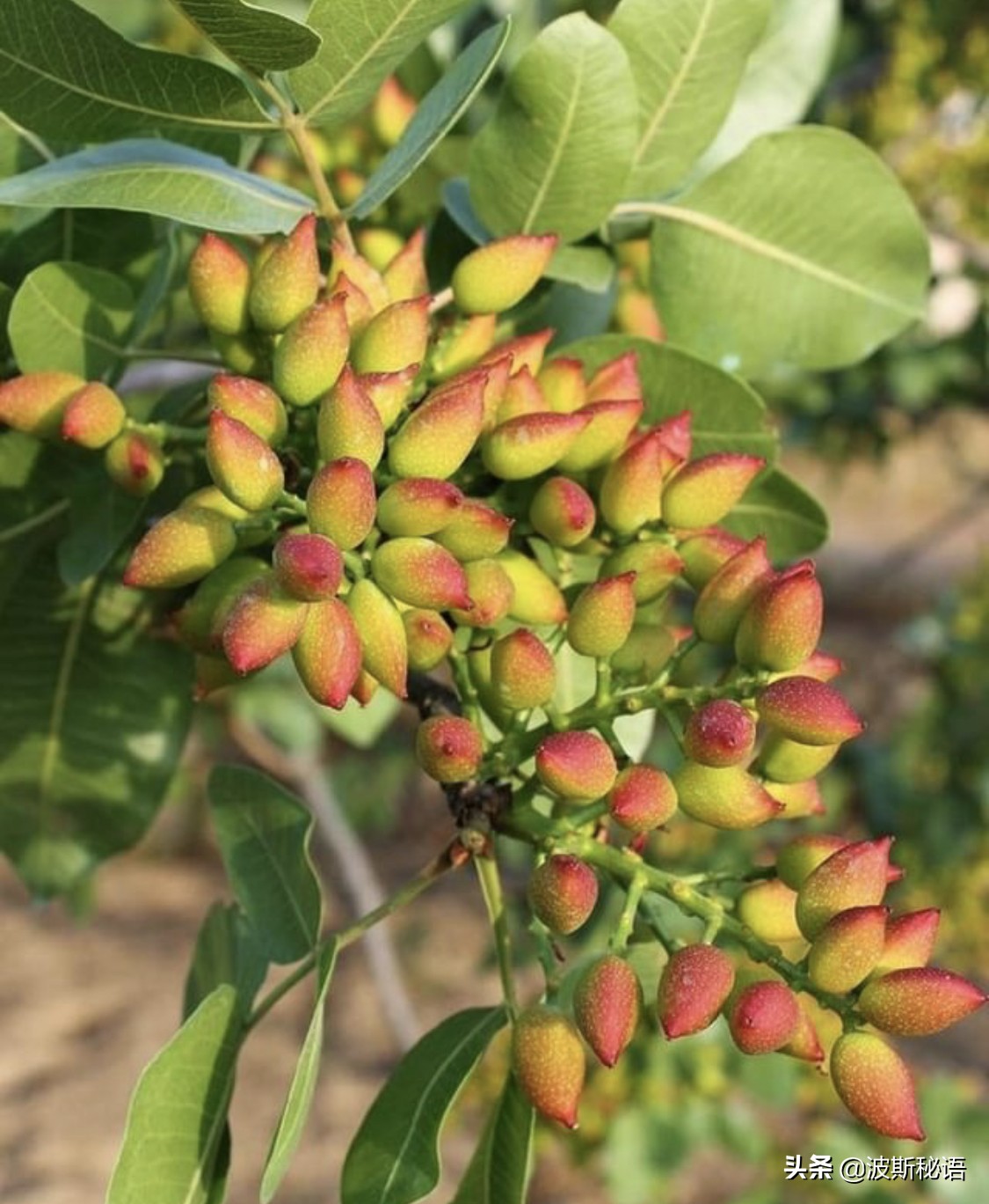 伊朗开心果质量怎么样,伊朗开心果