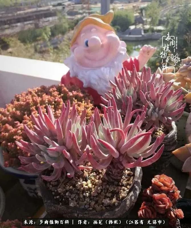 阳台多肉花园简直美翻了,适合男生养的多肉