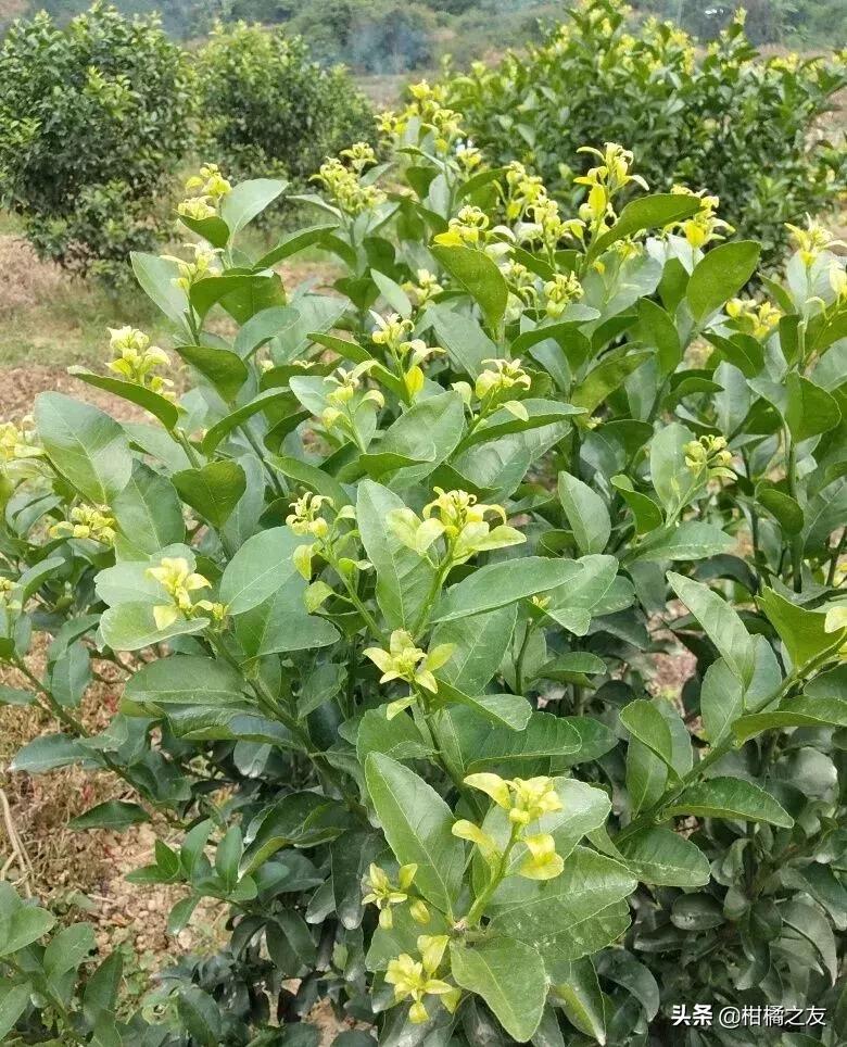 柑橘新梢嫩叶卷曲是什么原因,柑橘新梢卷叶怎么回事