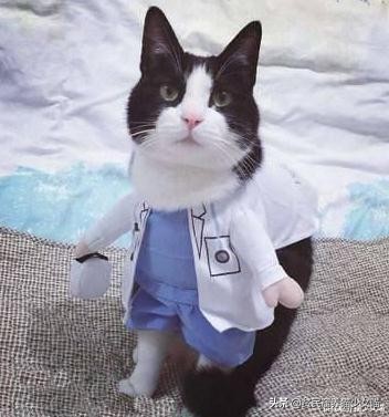 猫咪拉稀说是猫瘟,猫咪拉稀已经好了还吃处方粮吗