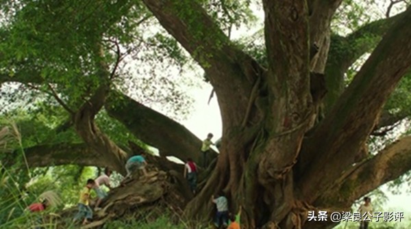 申奥电影作品,申奥成都视频