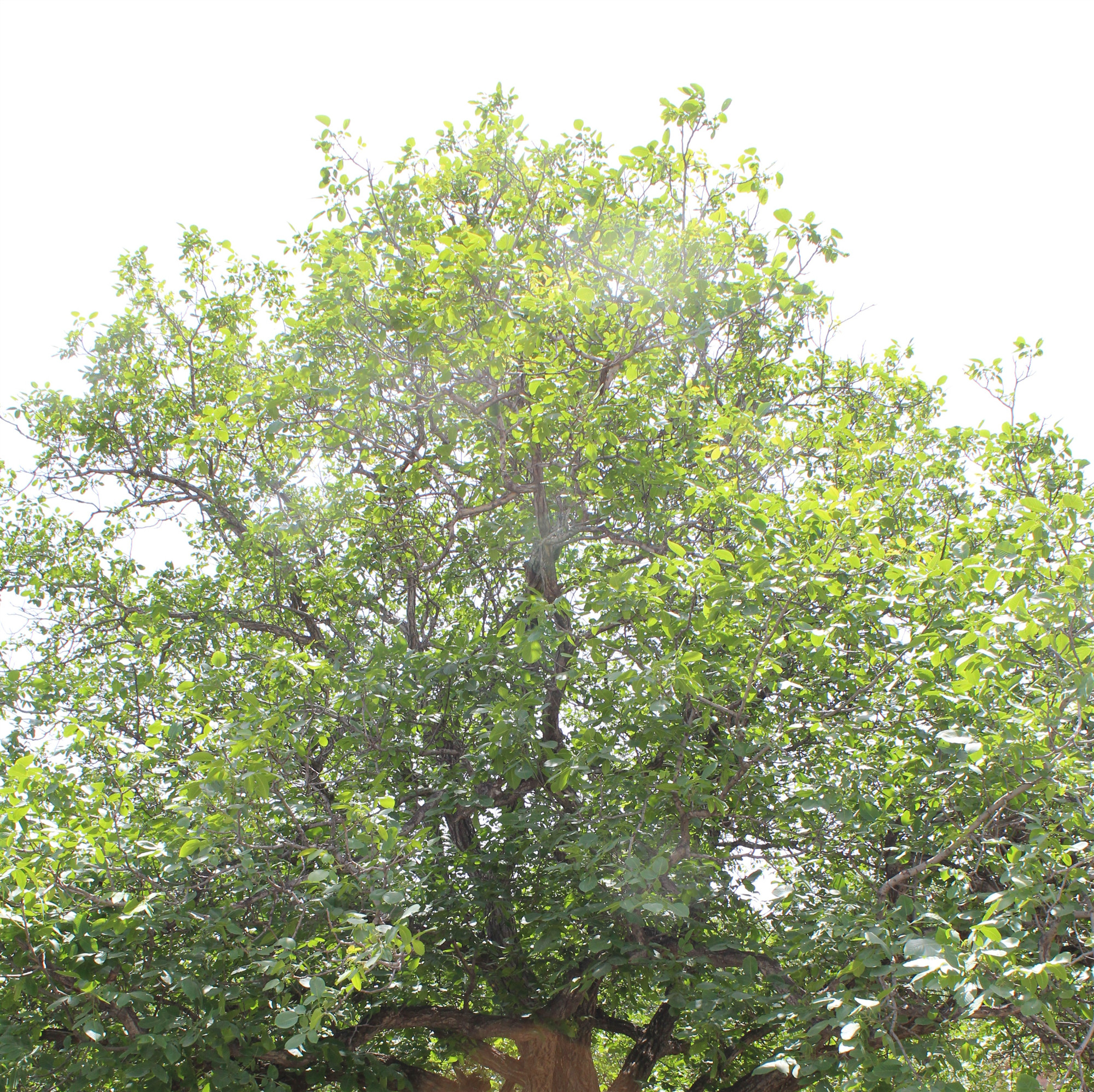 中药科普之核桃,有关核桃的药用知识