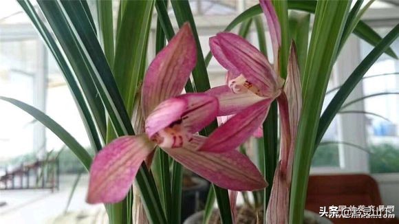 贵州春兰最好的名品兰花,贵州21年兰展精品兰花